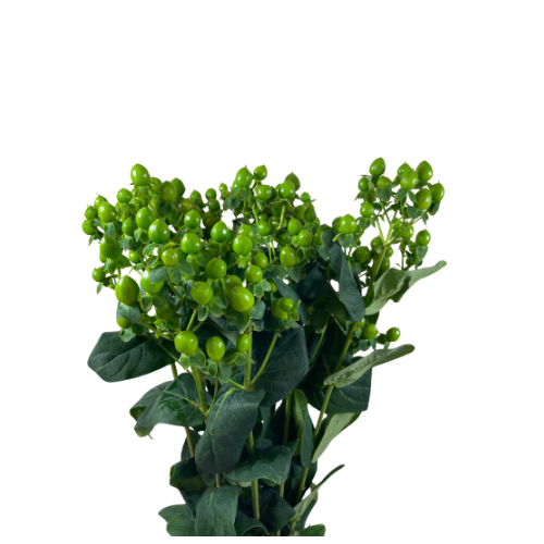 Green Hypericum