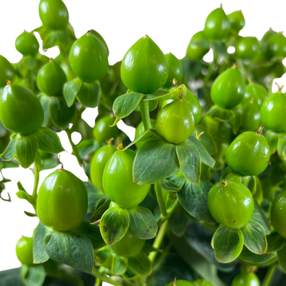Green Hypericum