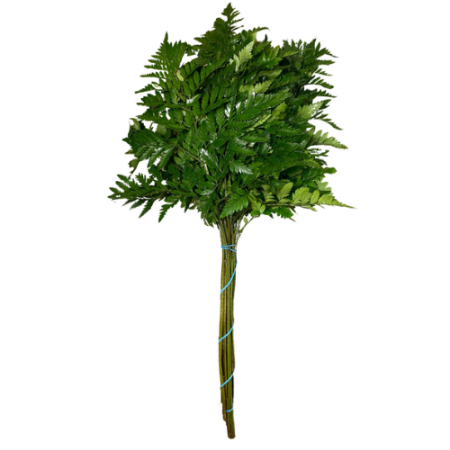 Leather Leaf