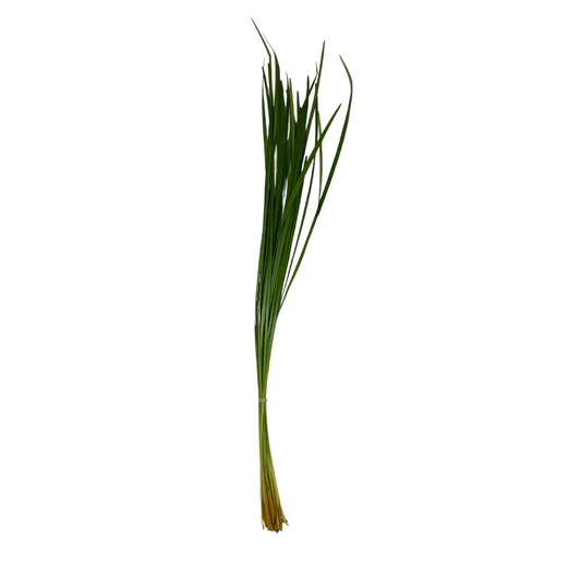 Lily Grass