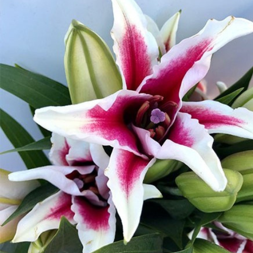 Lilly Oriental Light Pink