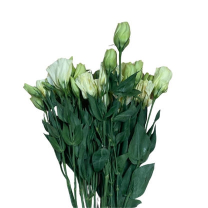 Lisianthus Double White