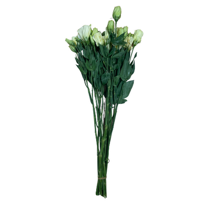 Lisianthus Double White