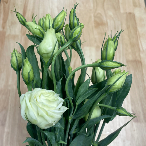 Lisianthus Single White