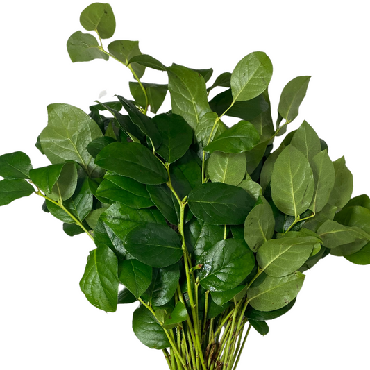 Salal Long