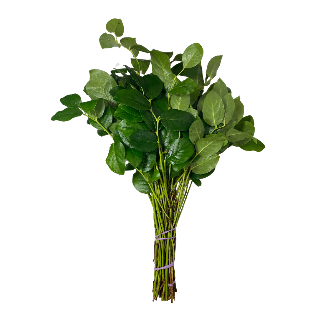 Salal Long