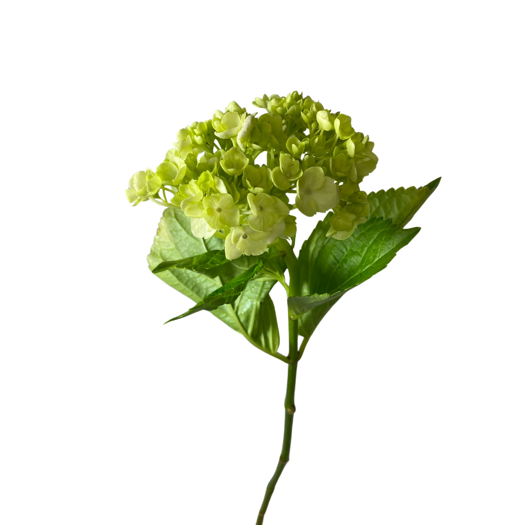 Mini Green Hydrangea
