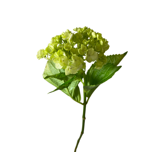 Mini Green Hydrangea