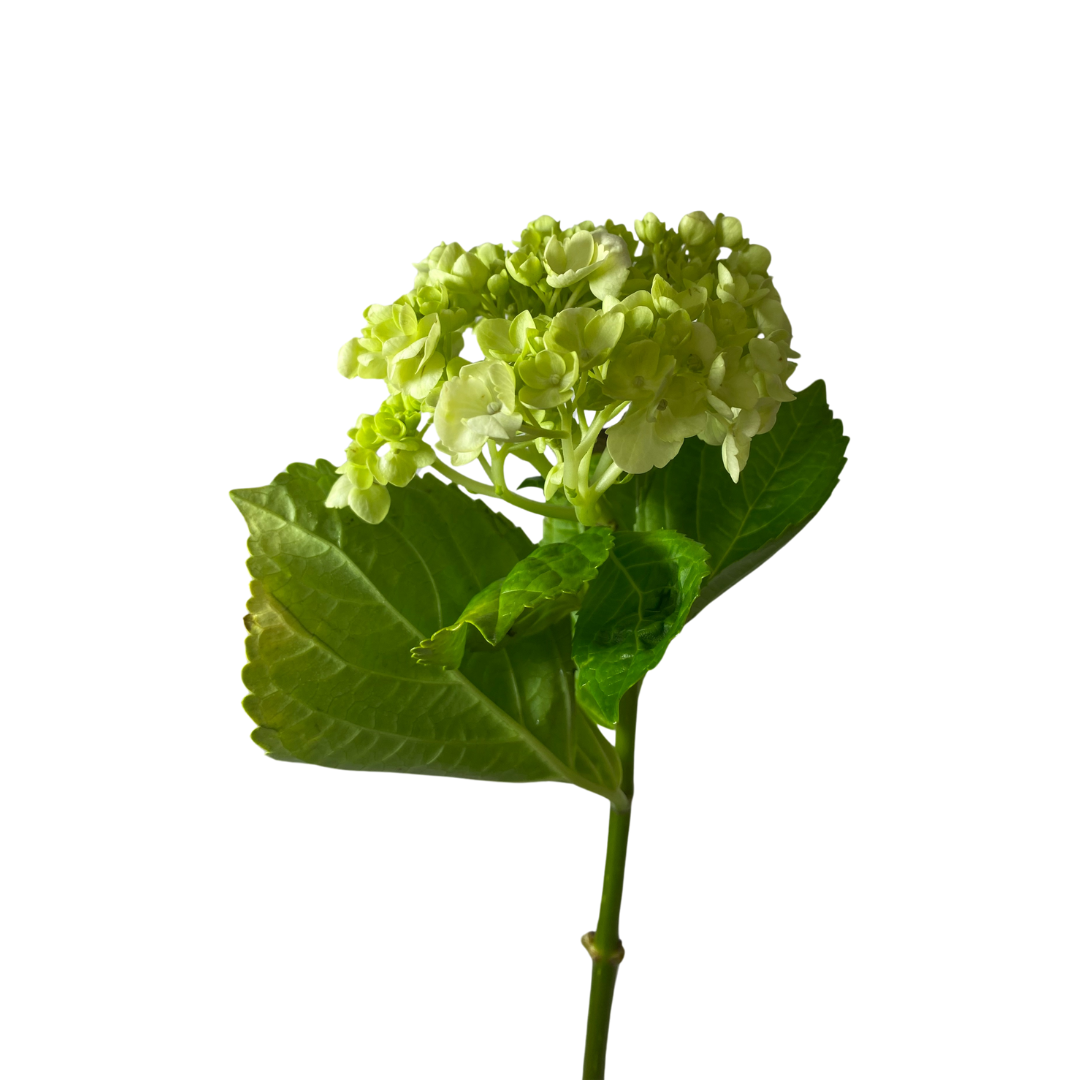 Mini Green Hydrangea