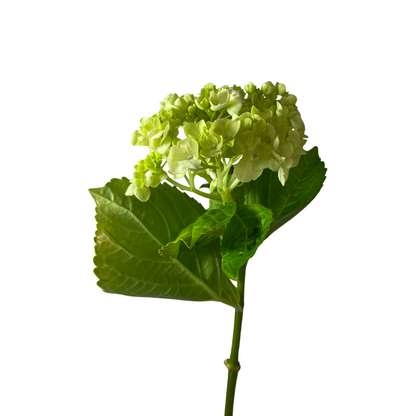 Mini Green Hydrangea