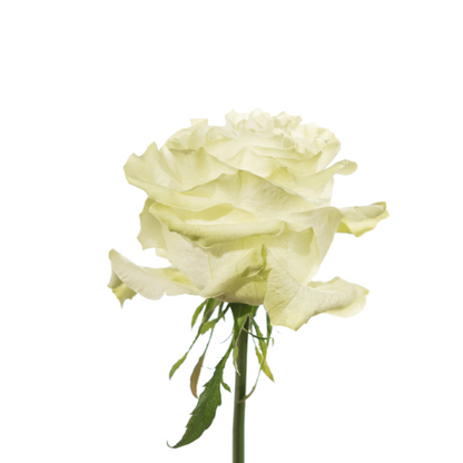 Large Head White Roses