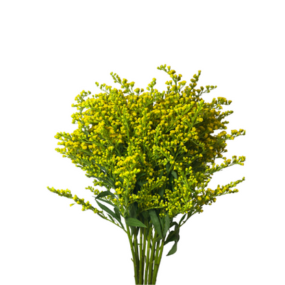 Solidago Morning Glory