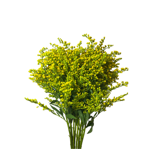Morning Glory Solidago