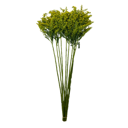 Solidago Morning Glory