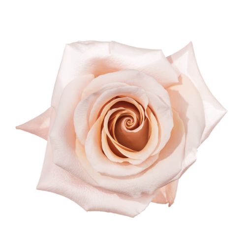 Blush Rose