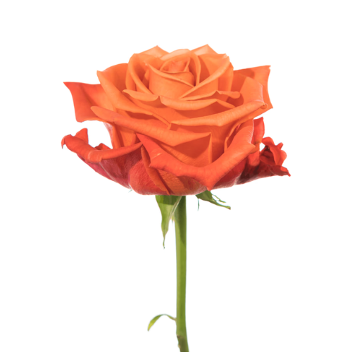 Rose Orange