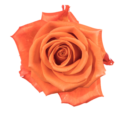 Rose Orange