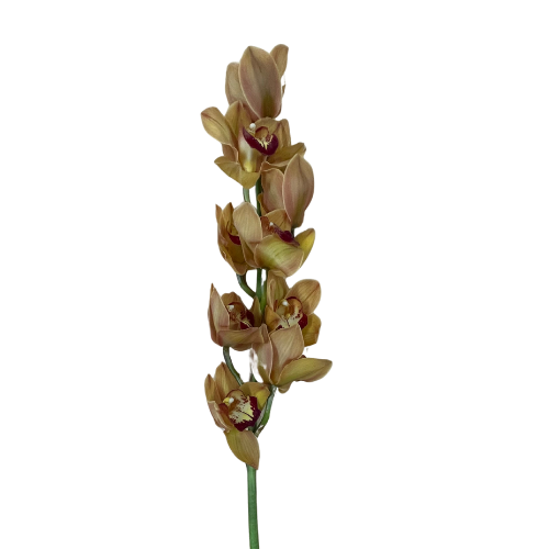 Orchid Dendrobium Yellow