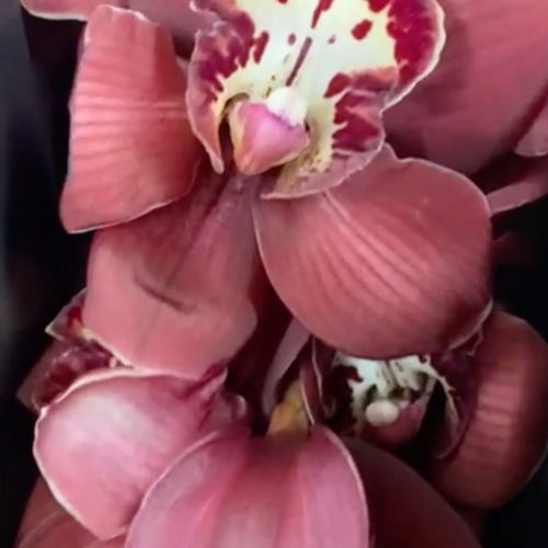 Orchid Dendrobium Brown