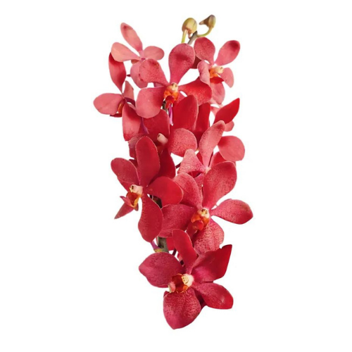 Orchid Mokara Red