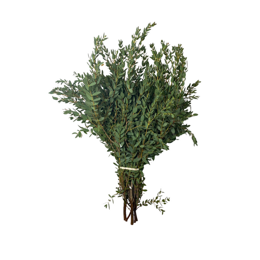 Parvifolia Eucalyptus