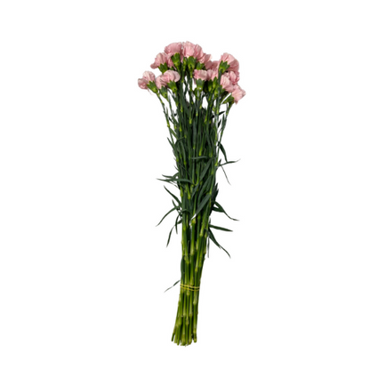 Pink Carnation