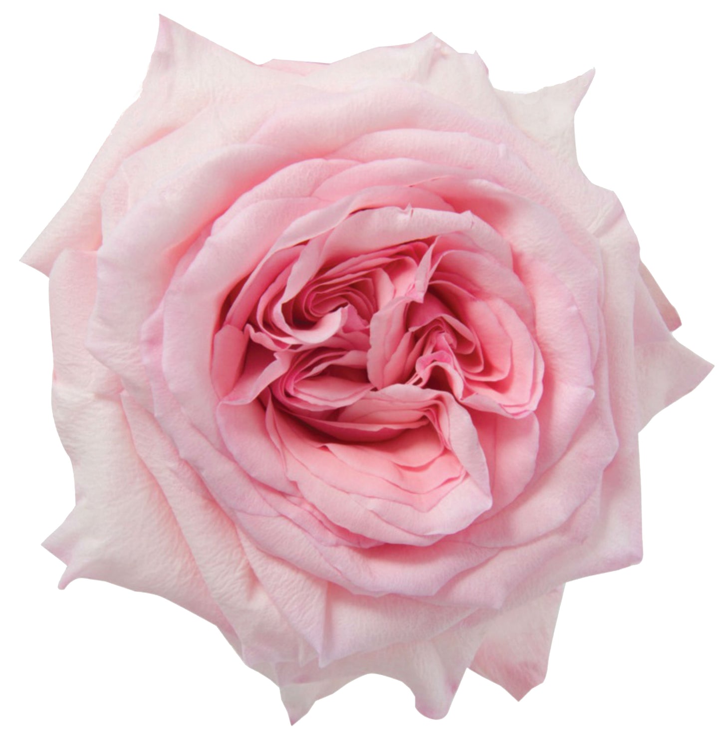 Rose Garden Medium Pink