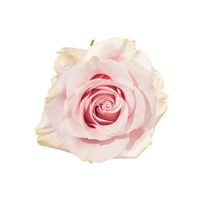 Pink Rose