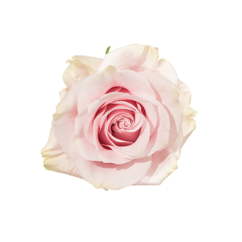 Pink Rose