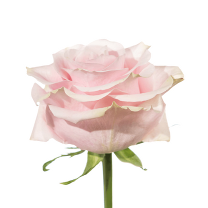 Pink Rose