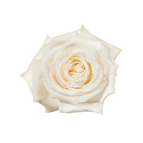Rose Playa Blanca White
