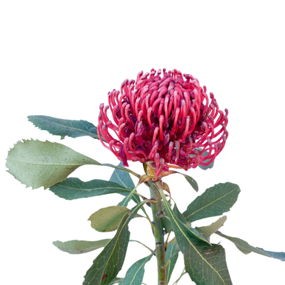Tropical Protea Pincushion Orange
