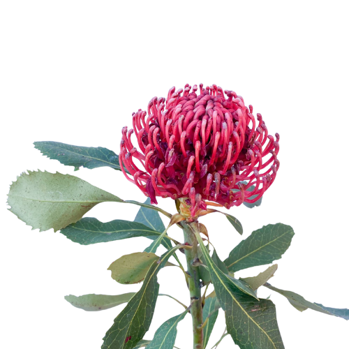 Tropical Protea Pincushion Orange