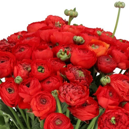 Ranunuculus Red