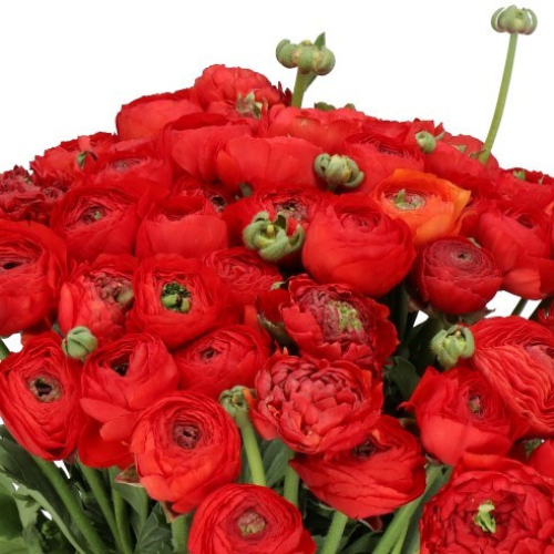 Ranunuculus Red