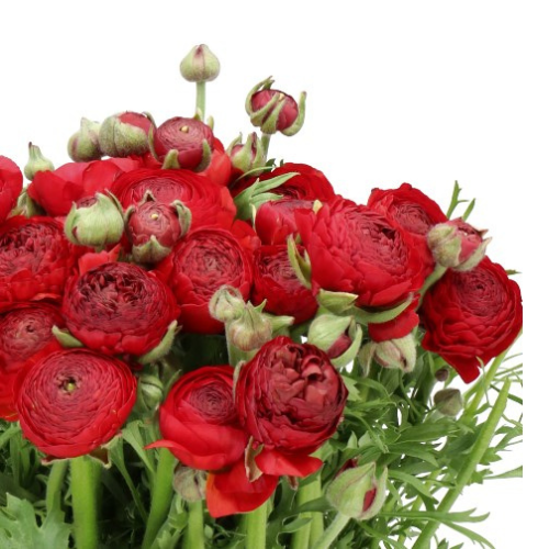 Ranunuculus Red