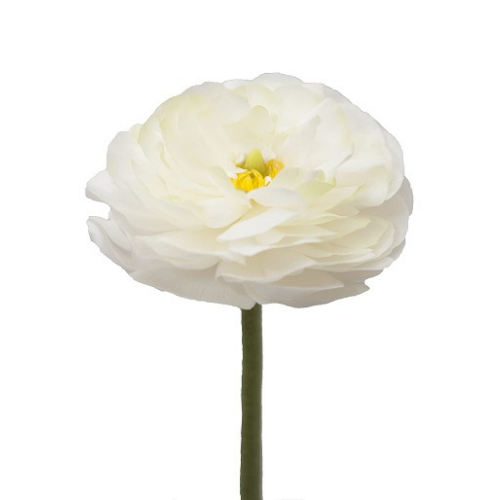 Ranunculus White