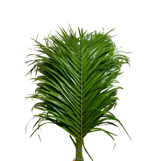 Robellini Palm