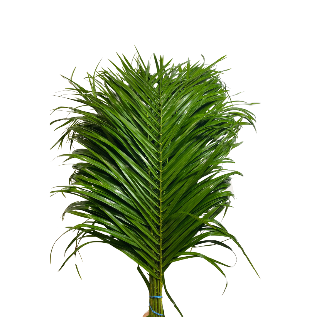 Greenery Robellini Palm
