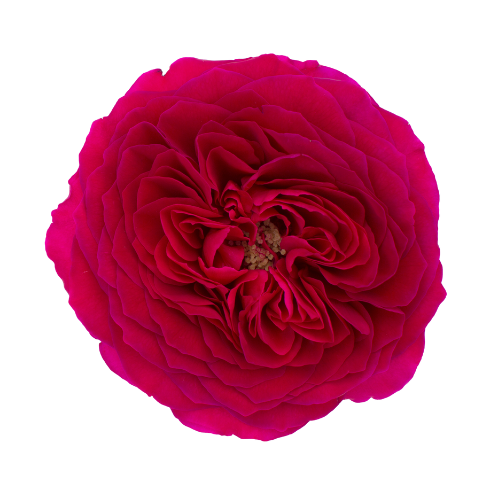 Rose Garden Hot Pink