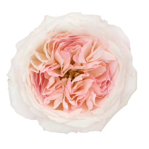 Rose Garden Light Pink