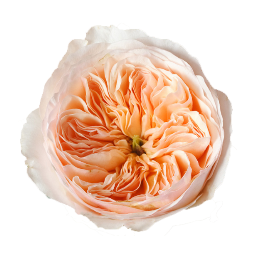 Rose Garden Peach