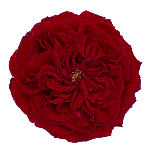 Rose Garden Red