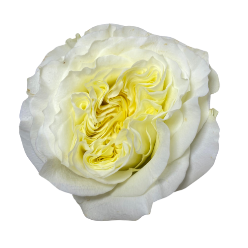 Rose Garden White