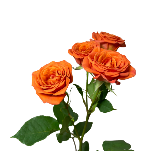 Spray Roses Orange