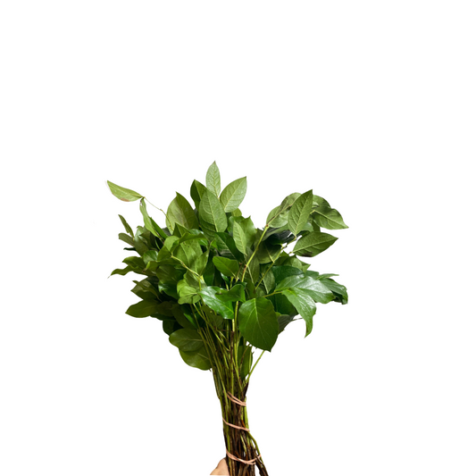 Salal Tips