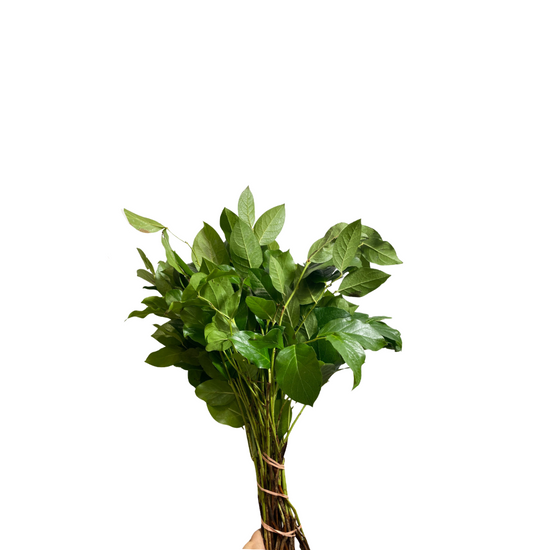 Salal Tips – Wholesale Fresh Greenery for Weddings | Eki Flowers