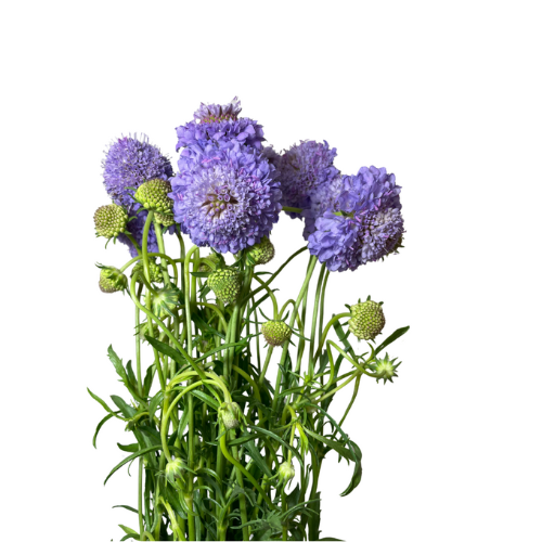 Scabiosa lavender