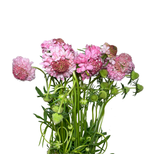 Scabiosa Pink