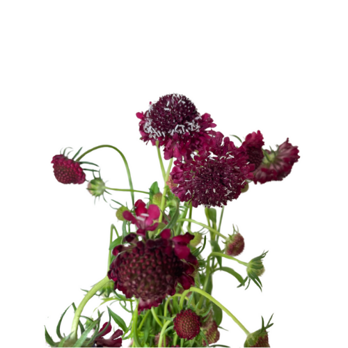 Scabiosa Burgundy